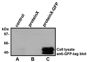 blot gfp-tag