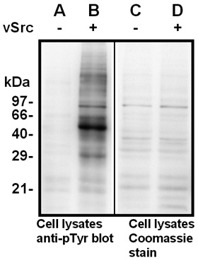 blot pTyr - Western Blotting with the pTyr antibody