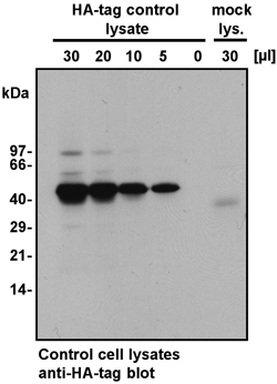 Western Blotting of HA-tag control lysate and mock lysate.