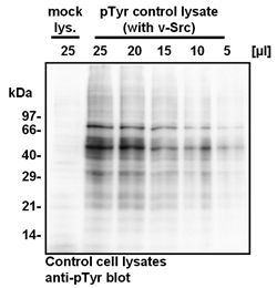 Western Blotting using the pTyr control lysate and the mock lysate.